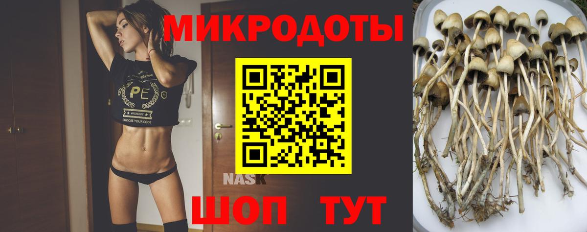 Галлюциногенные грибы Psilocybine cubensis Петровск